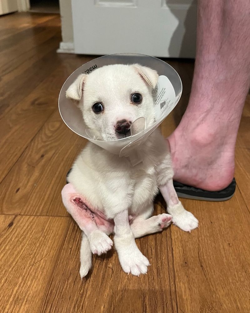 A teeny white pup sits up, post surgery. His stitches can be seen on the inside of one of his legs and he looks alert with a cone around his neck.
