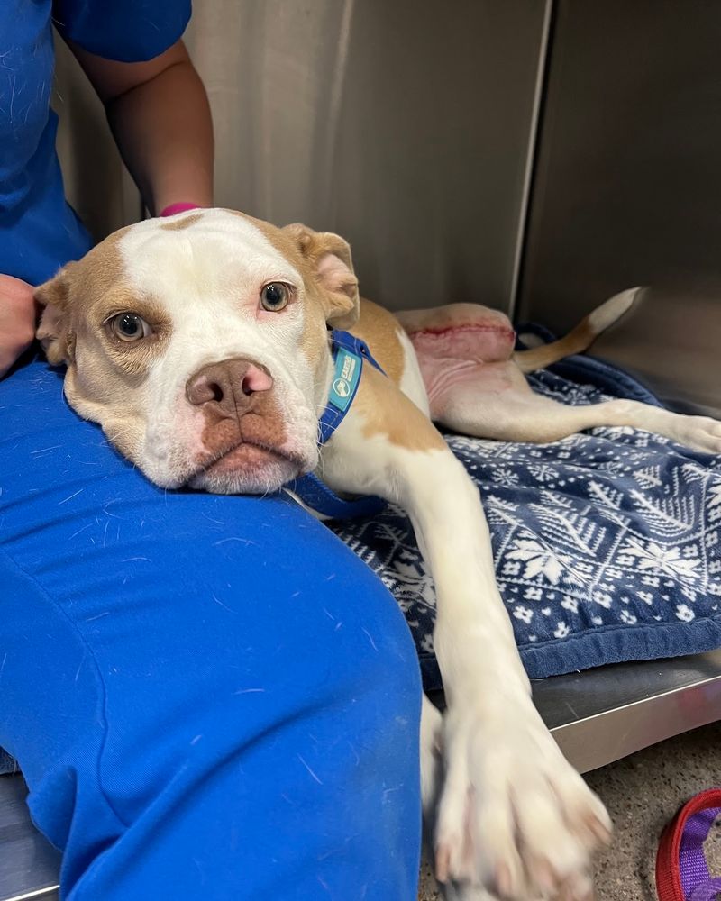 A cream and brown pittie pup hugs the leg of a medical professional as she sits in a lined kennel, post-surgery.