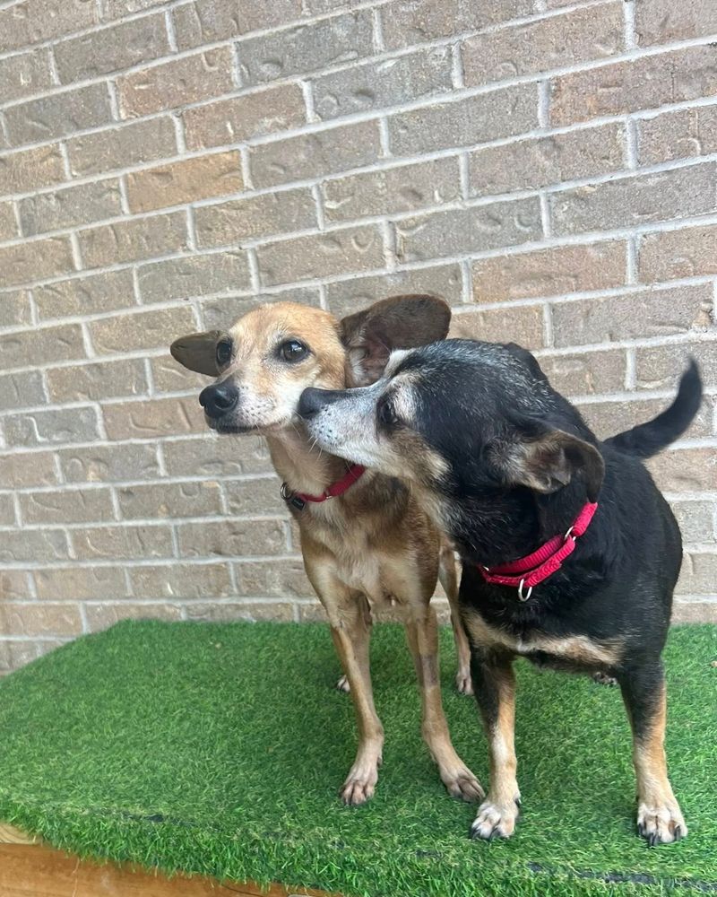 Lulu the tan chichi is kissed on the cheek by her bff and soulmate, Timothy - a black and white chichi. They are standing on faux grass and happy.