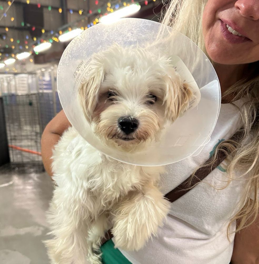 The white pup is held up by a smiling human. Around his neck is a clear medical cone and on his face is his trademark soft smile.