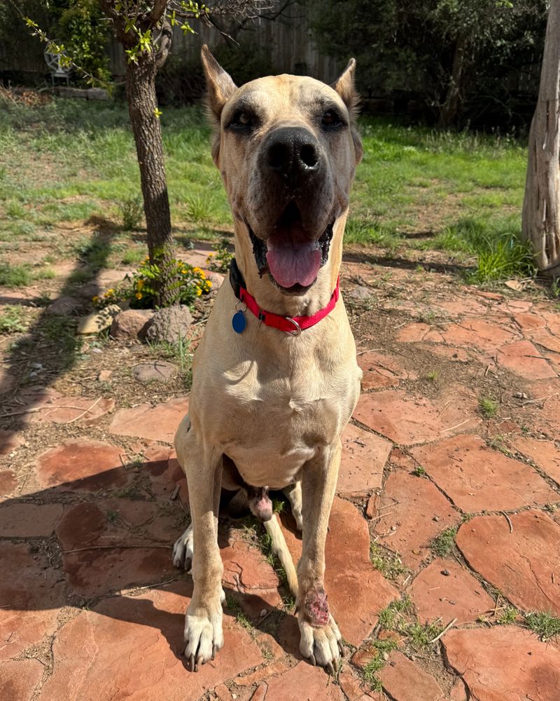 The pup looks jubilant as he stands on some red outdoor tile in the sun, a smile on his face and some green grass behind him.