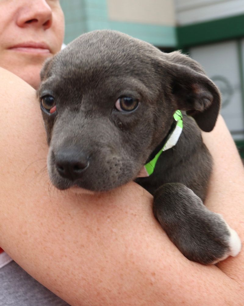 The pup is carried, her face afflicted with a visible cherry eye that needs fixing.