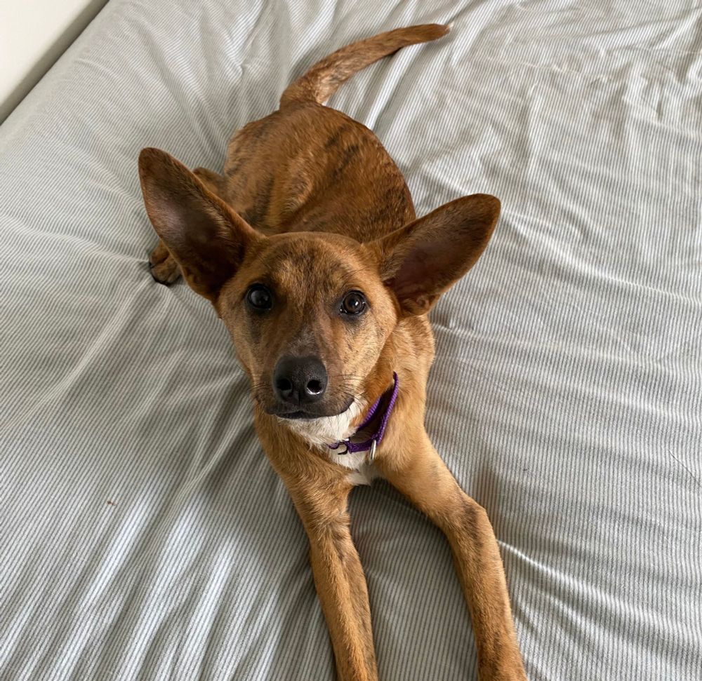 The pup looks majestic as he lounges on a striped bed with his ears the way nature intended.