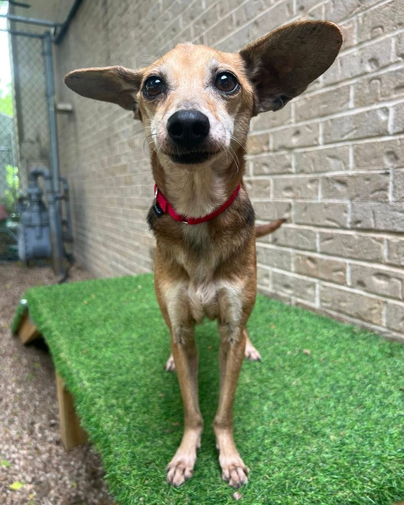 A teeny brown senior chichi with MAGNIFICENT airplane ears stands confidently on some faux grass in a yard outdoors.