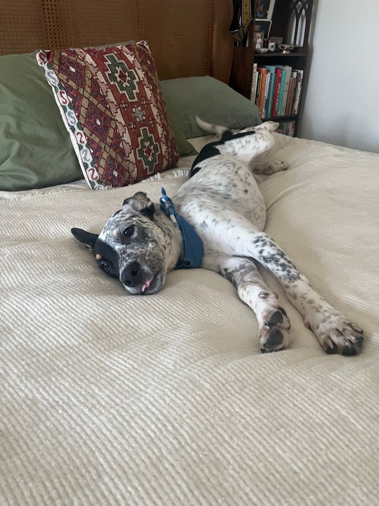 The pup shows off a little blep as she decompresses on a very cozy bed at her foster parent’s house.