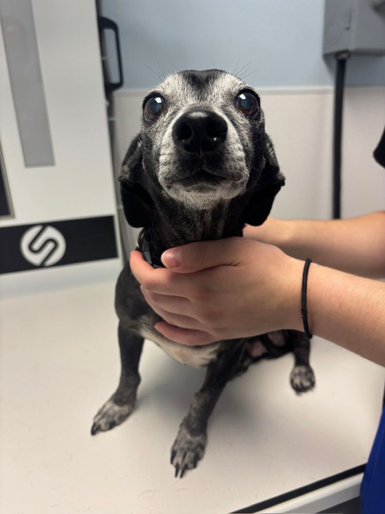 Anne, a black and white dog with a frosted face, sits on an exam table. hands hold her chest and back as she looks at the camera with a smile.