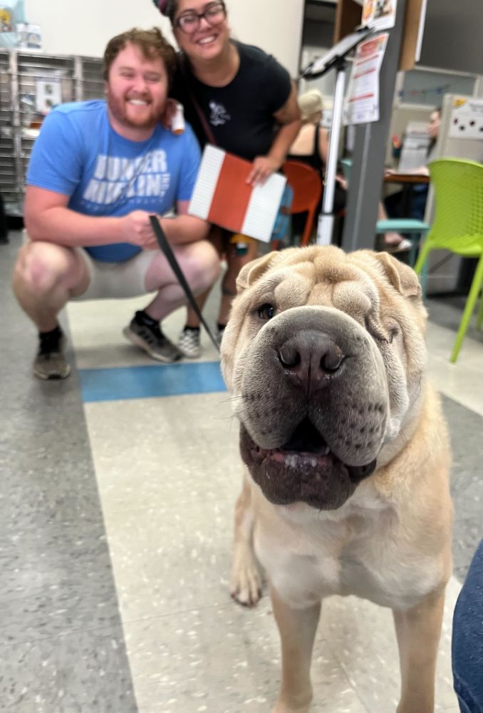 The shar pei beams with his new family smiling with him in the background.