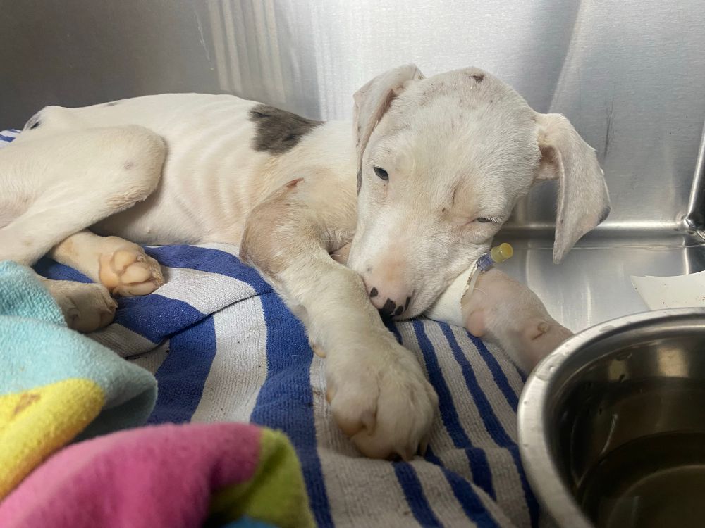 The pup, looking sick in a kennel. She is hooked up to a tube, her ribs are visible, and she’s covered in scuffs and scratches. Beneath her is a colorful towel and to her side is a bowl filled with water.