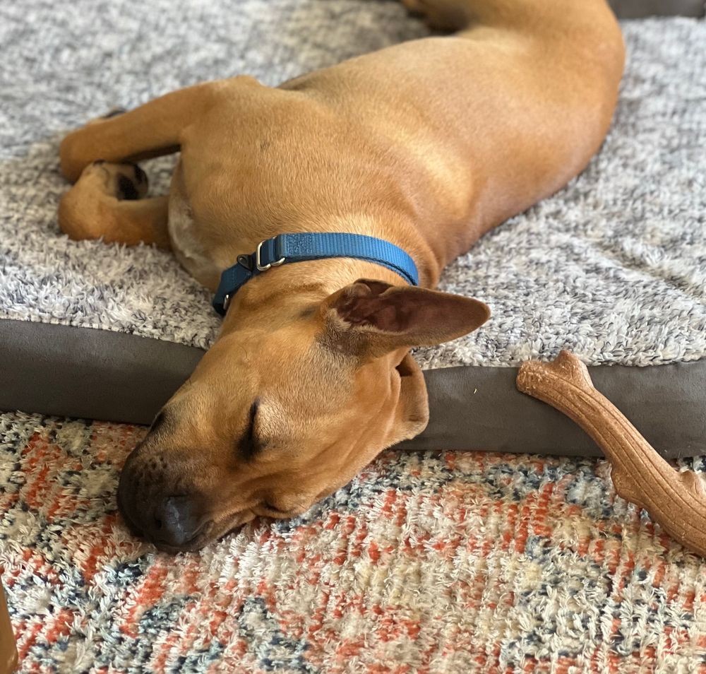 The pup snoozes, his head off the edge of a comfy dog bed. His pointy ear is tucked under him and to his right is a stick he’d been chewing on.