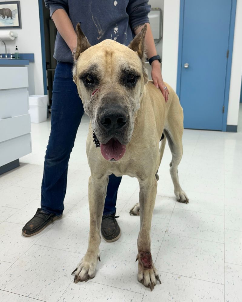 A tab Great Dane stands upright in a bright clinic, a medical professional embracing him from behind. On his front left paw is a visible injury and scratches can be seen on his face. He looks alert despite his condition, a testament to his resilience.