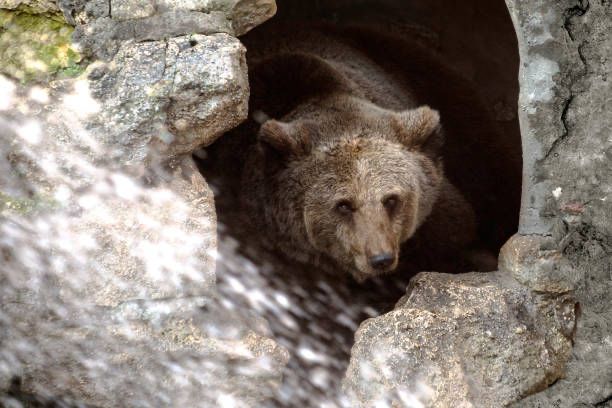 Photo of a brown bear peering out from a small cave opening. It looks unamused. 