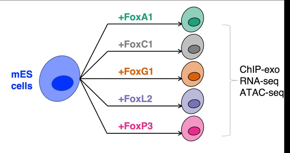 Cartoon showing that five Fox TFs (FoxA1, FoxC1, FoxG1, FoxL2, and FoxP3) are over-expressed in mouse embryonic stem cells.