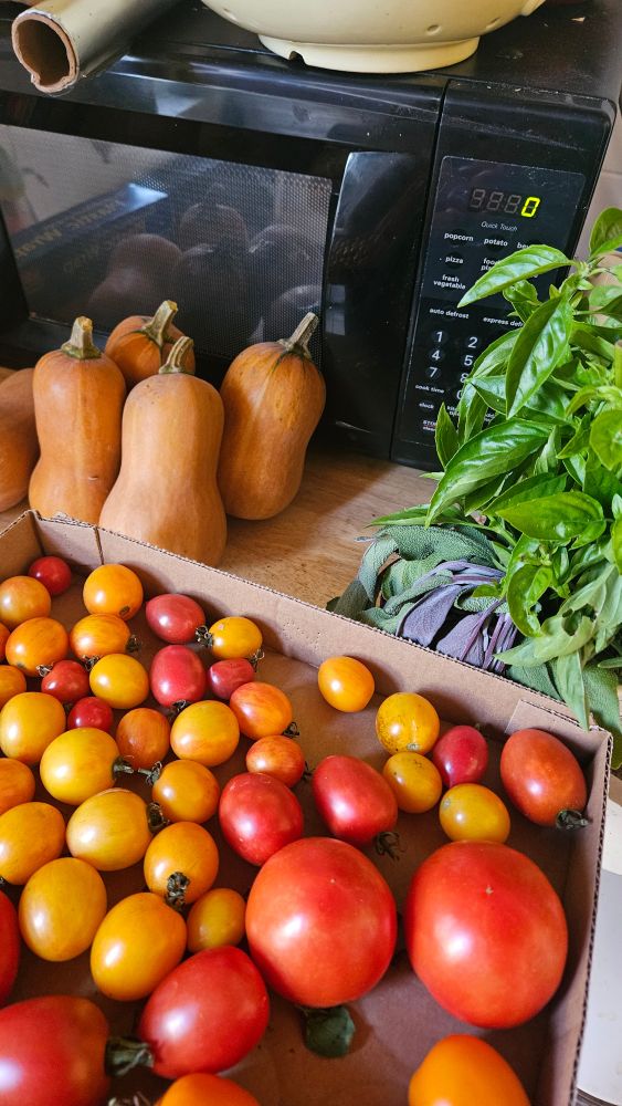 Garden fresh tomatoes on a small cardboard lid, a bunch of herbs waiting to be chopped,  and several small squashed sitting on a counter. 