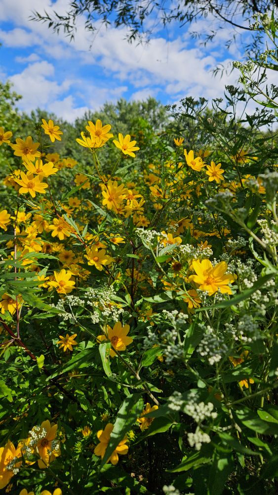 Yellow daisy-like flowers mixed with umdrel white flower clusters and a beautiful blue sky with clouds.
