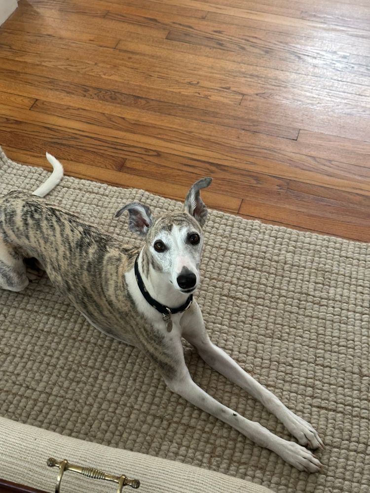 A brindle whippet lying on the floor looking intolerably Up For Frisbee