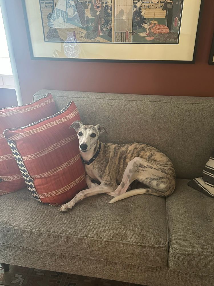 A brindle whippet lying on a sofa with an indescribable vibe of FRISBEE NOW
