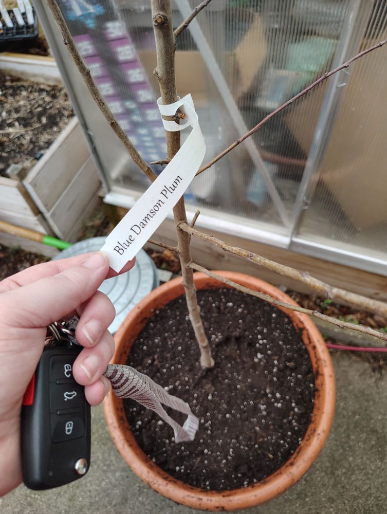 My hand is holding up a white plant tag that reads Blue Damson Plum. The tag is attached to the center trunk of a small bare fruit tree, which is sitting in a large terracotta pot full of potting soil. My car keys and piano pattern lanyard are dangling out of focus in the foreground. A messy greenhouse and small metal trash can are blurry in the background.