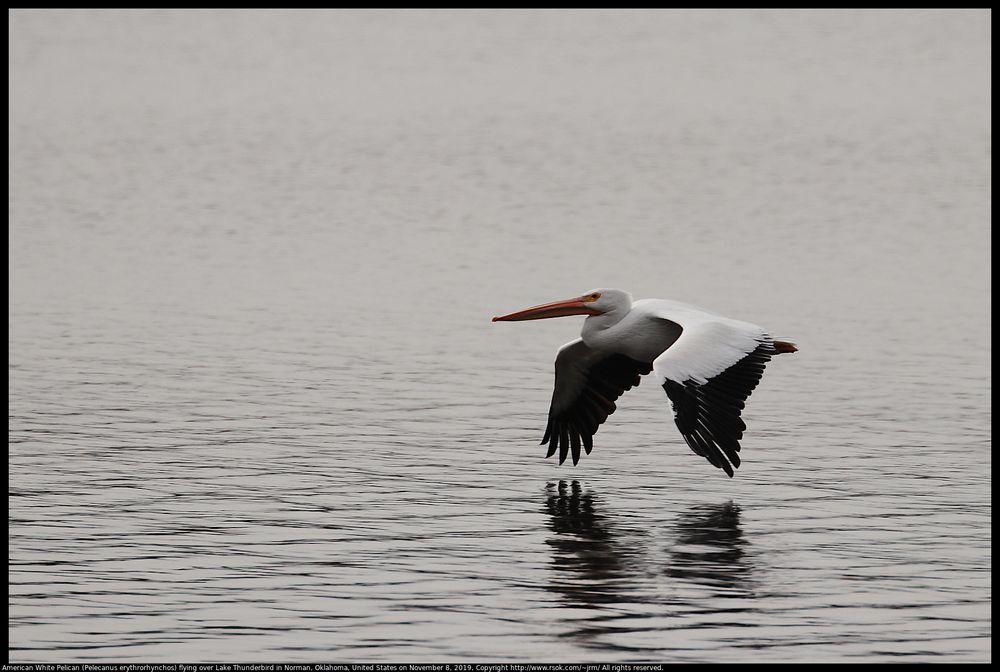 An American White Pelican (Pelecanus erythrorhynchos) was flying over Lake Thunderbird State Park in Oklahoma, United States on November 8, 2019.
