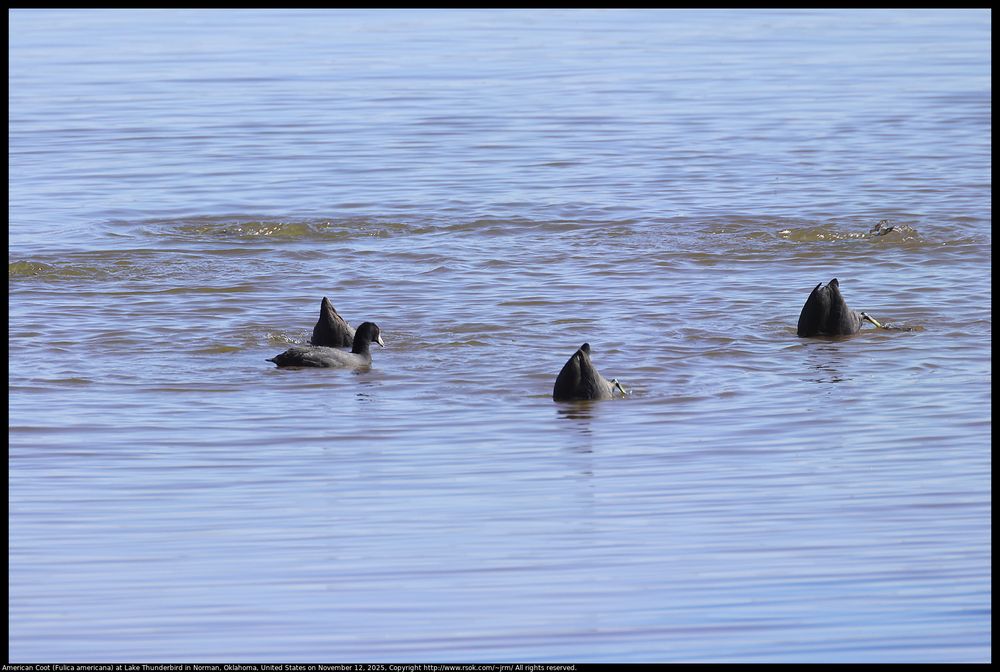 American Coots (Fulica americana) were diving under the water looking for food at Lake Thunderbird in Norman, Oklahoma, United States on November 12, 2025.
