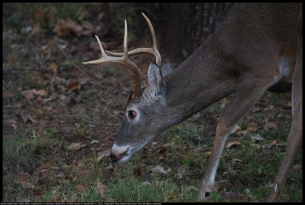 A White-tailed Deer (Odocoileus virginianus) with antlers had his head near the ground and his tongue out looking for something tasty to eat in Norman, Oklahoma, United States on November 3, 2025.