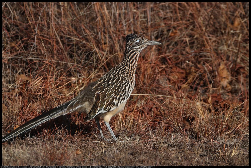 A Greater Roadrunner (Geococcyx californianus) was looking for food at Lake Thunderbird State Park in Oklahoma, United States on December 12, 2019.