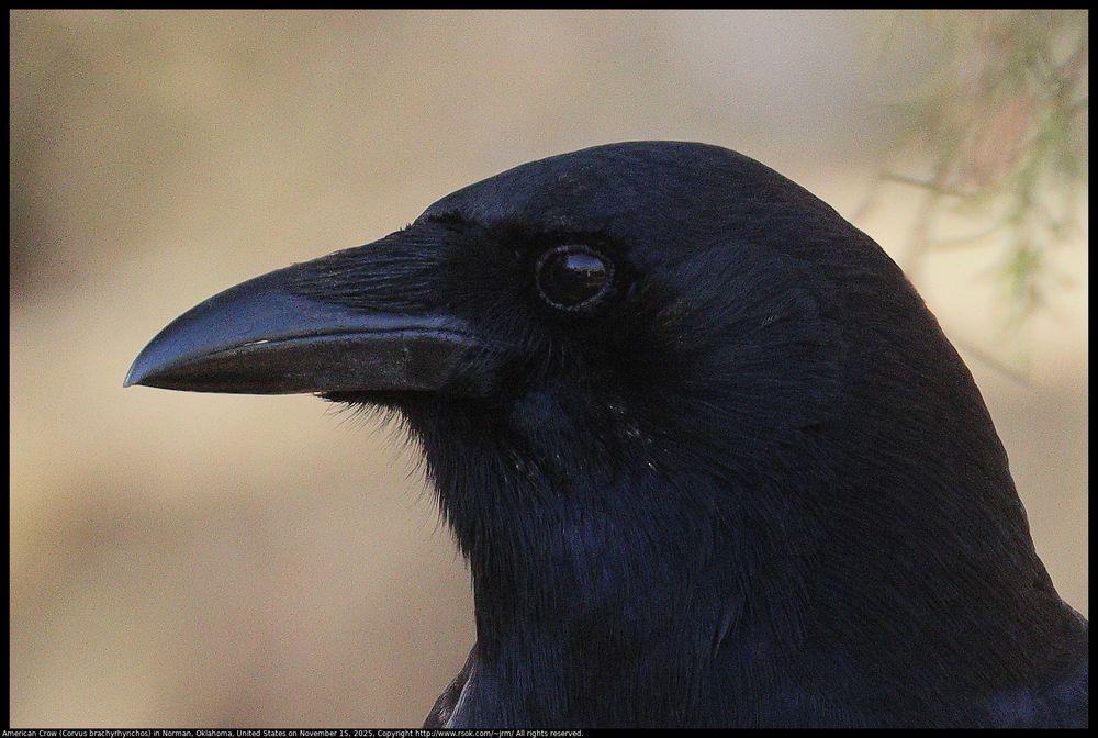 A portrait of an American Crow (Corvus brachyrhynchos) in Norman, Oklahoma, United States on November 15, 2025. Our house is reflected in the eye of the crow.