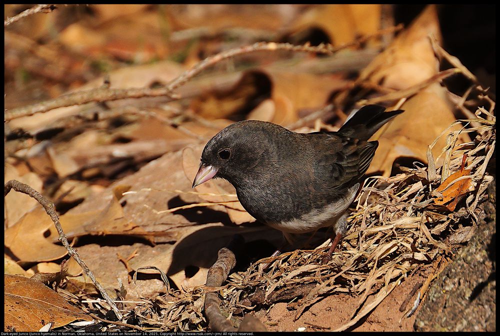 A Dark-eyed Junco (Junco hyemalis) was on the ground near fallen oak tree leaves and withered grass looking for food in Norman, Oklahoma, United States on November 14, 2025.