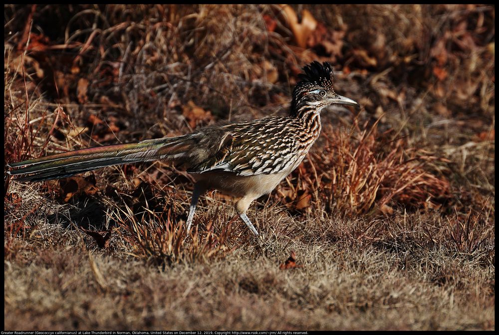 A Greater Roadrunner (Geococcyx californianus) was looking for food at Lake Thunderbird State Park in Oklahoma, United States on December 12, 2019.