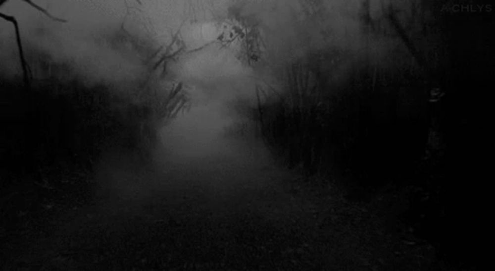 a black and white photo of a foggy forest with trees in the background .