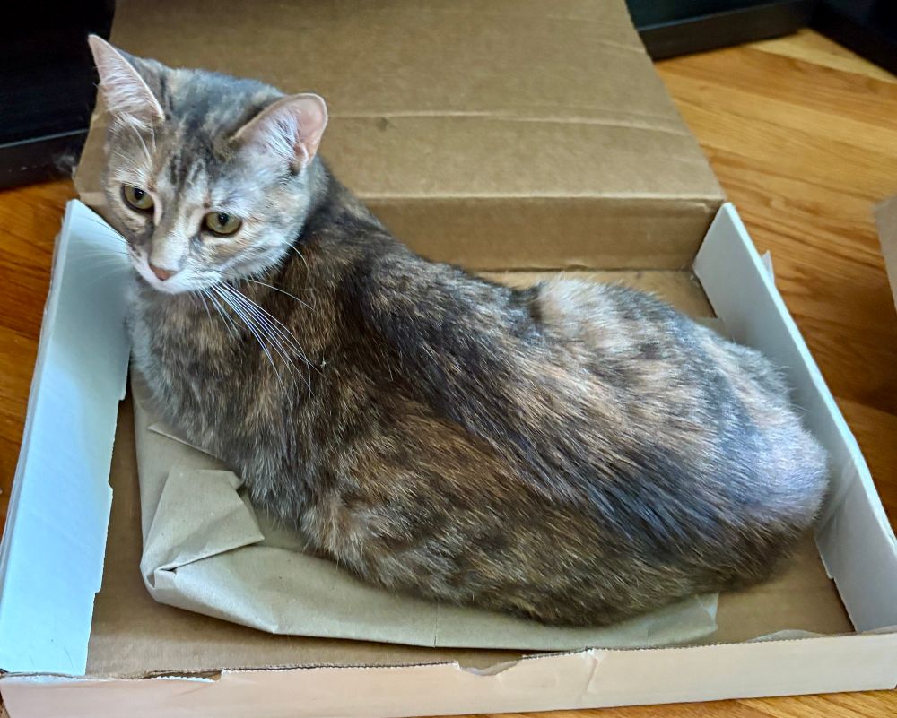 Grey torbie cat lying in her cardboard box is looking up alertly toward a sound that caught her attention.