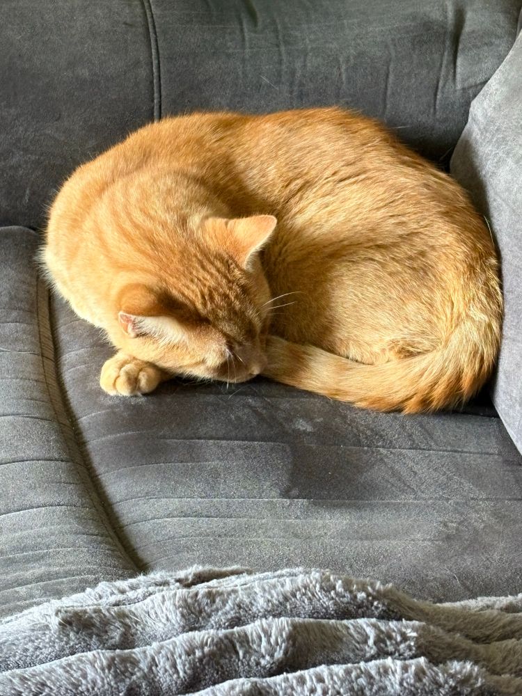Orange tabby cat is curled up in the corner of the couch enjoying a nap.