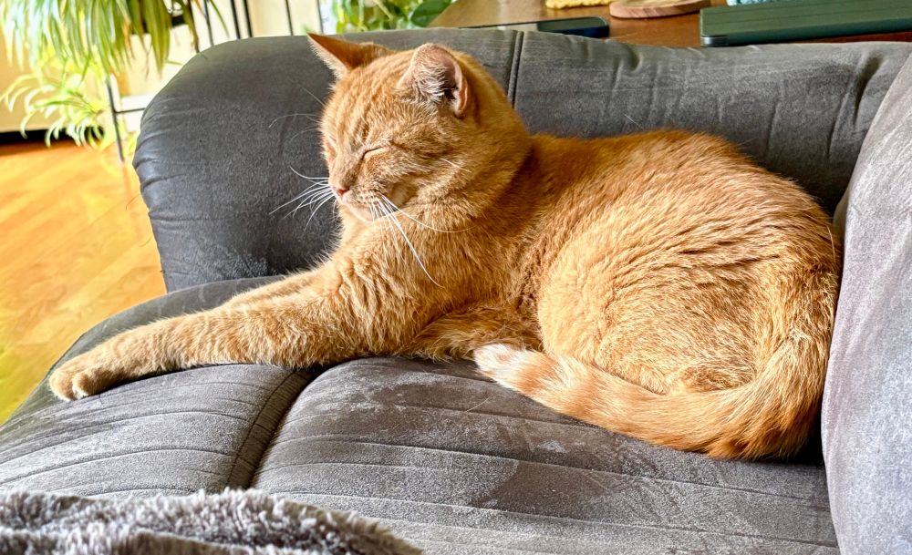 Orange tabby cat lies in the corner of the couch with his forelegs extended as he naps 