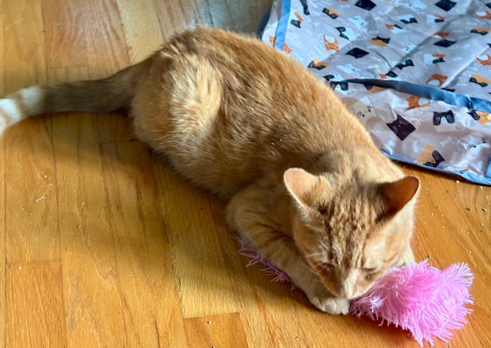 Orange tabby cat is lying on the floor holding a fluffy kicker toy between his front paws.