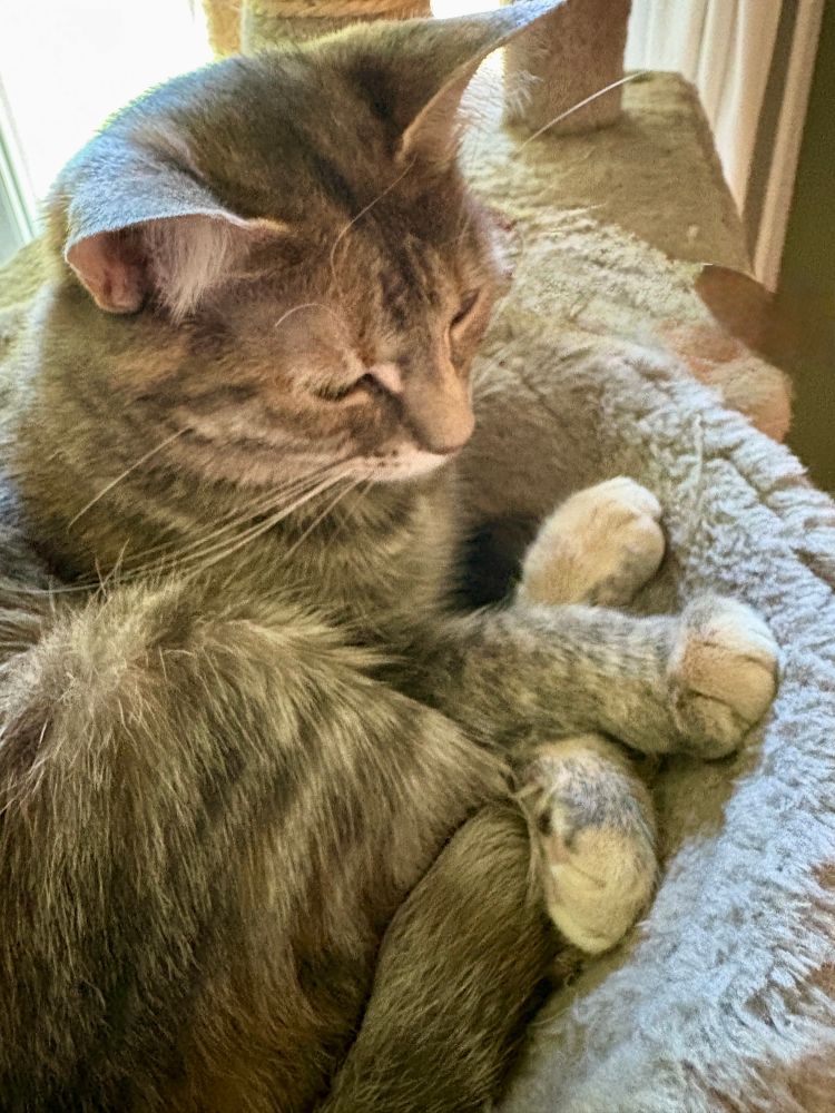 Grey torbie cat is curled up in her hammock and has her paws precisely arranged over her tail.
