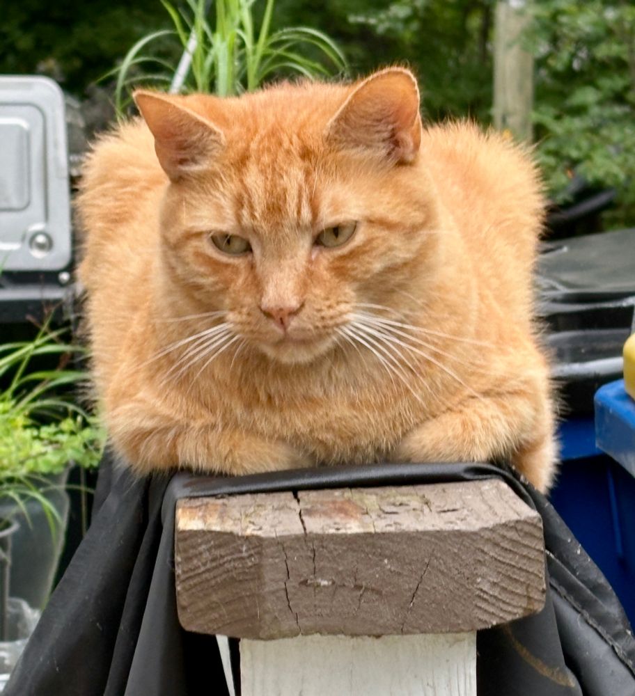 Orange tabby cat lies in loaf position with paws tucked under his body on a deck railing.