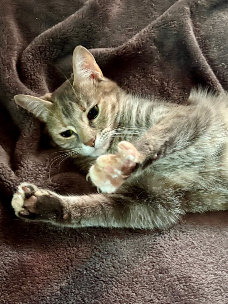Grey torbie cat lying on a blanket stretches one paw upward to show off her toes.