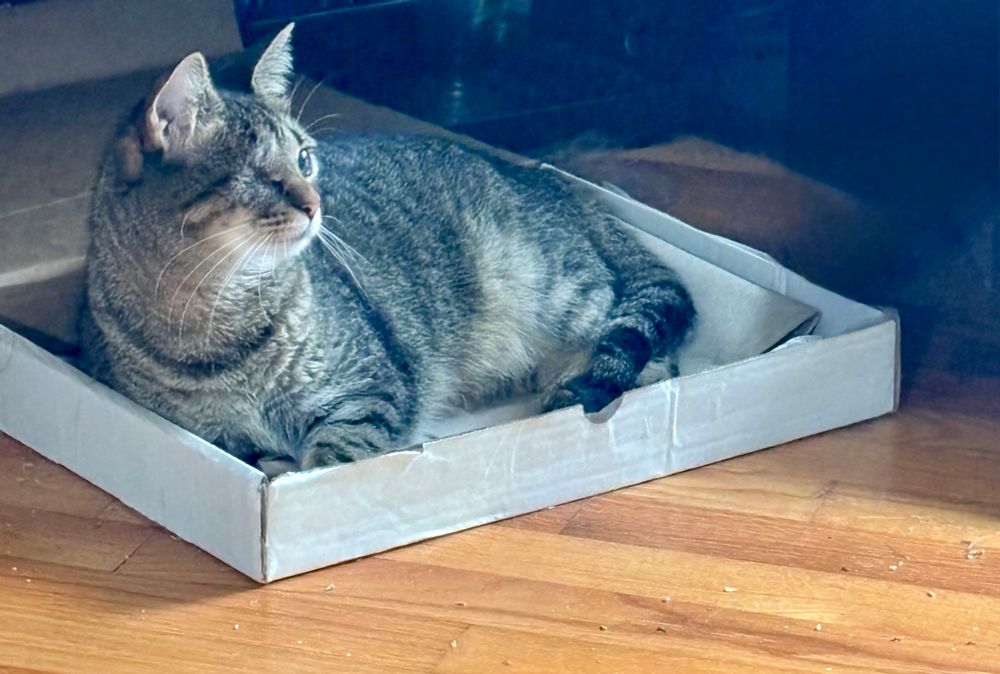 Brown tabby cat lying in a cardboard box is looking toward the sound of knocking on the door. Her ears are swiveled forward, whiskers are fanned and she’s ready for anything.
