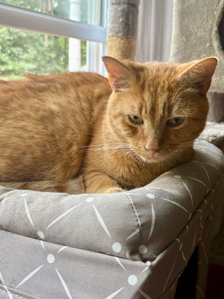 Sleepy orange cat waits patiently while annoying human takes his picture. He’s curled up on his favorite bed next to the window.