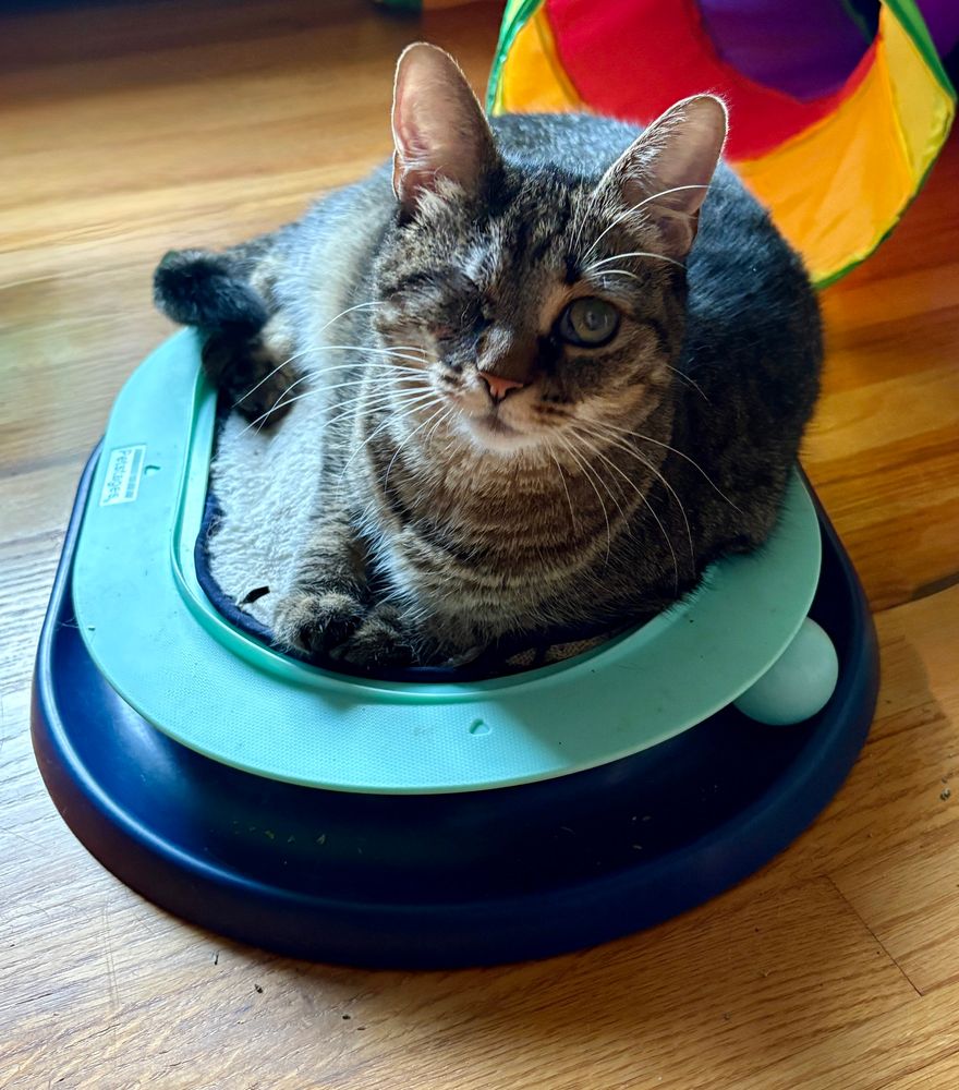 Brown tabby cat is lying on her racetrack toy as she looks up at the camera. 