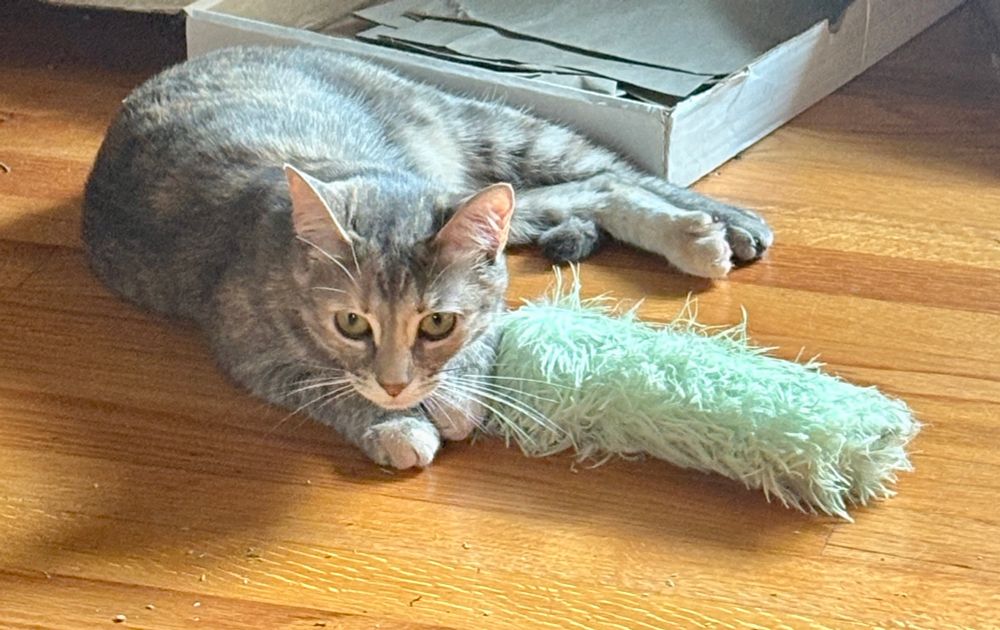 Grey torbie cat is lying on the floor with her new fluffy kicker toy pinned beneath one paw.