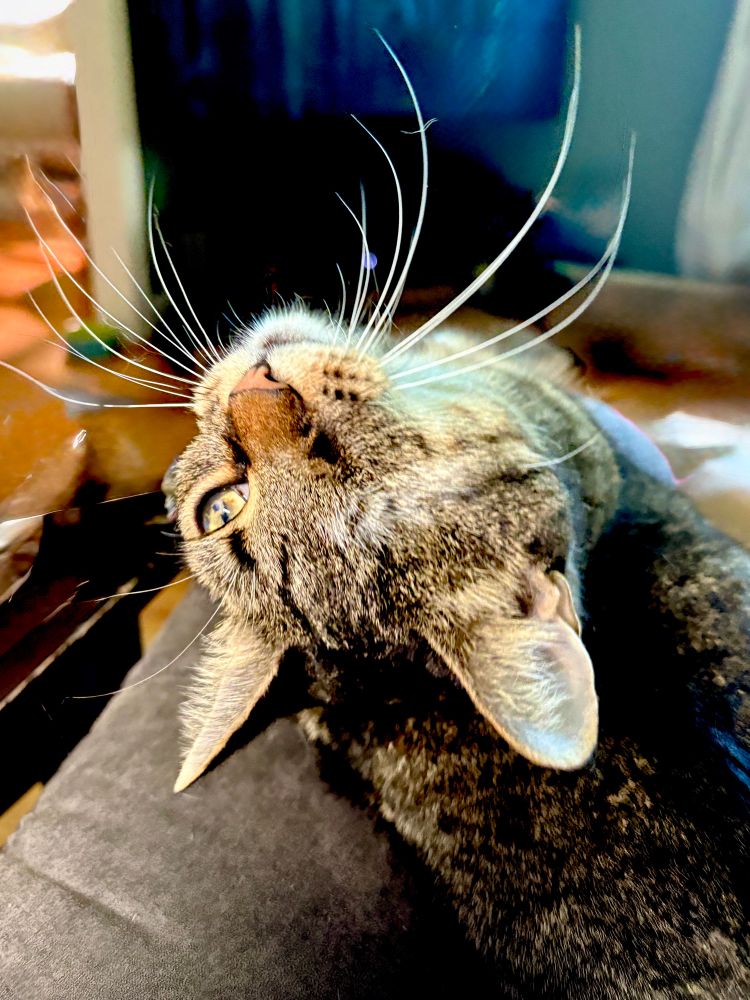 Brown tabby cat is lying on the arm of a chair as she tips her head back to look at the camera. Her whiskers are fanned out.