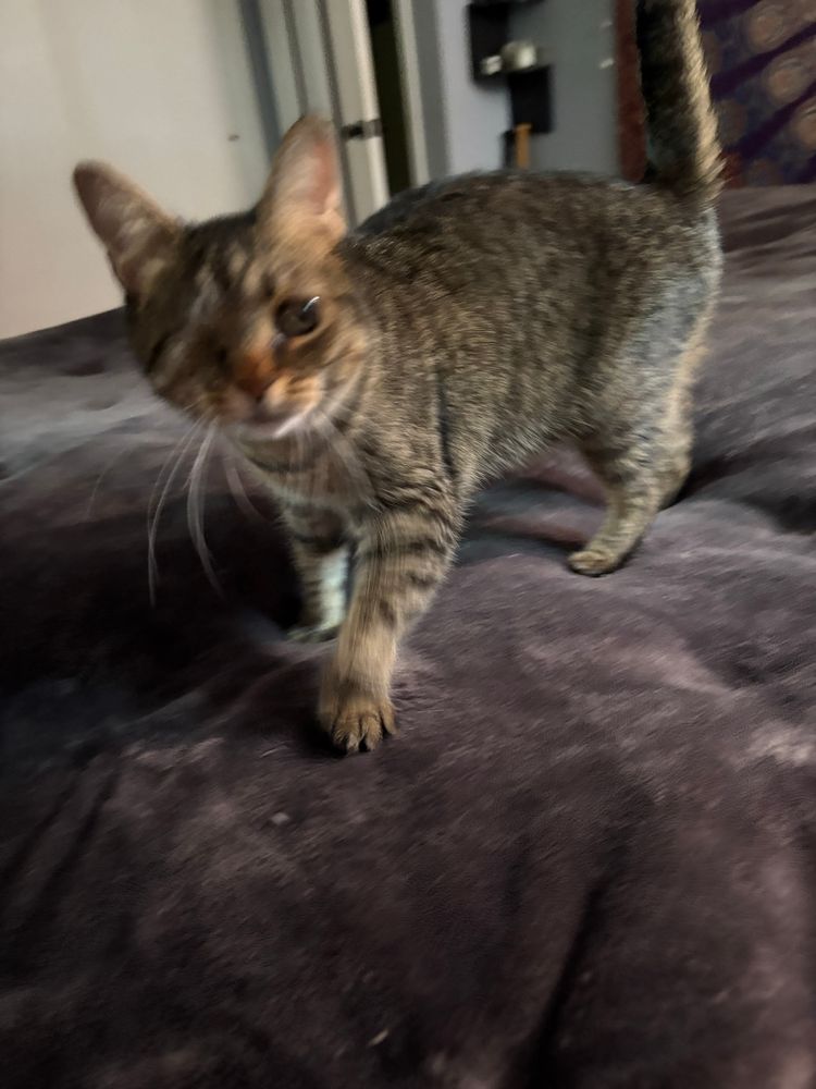 Brown tabby cat is standing on the bed as she enthusiastically kneads a blanket.