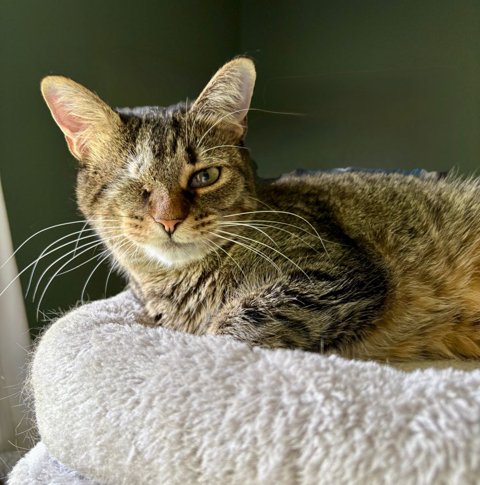 Brown tabby cat is lying on top of her cat tree, looking extremely pleased that it’s finally Friday.