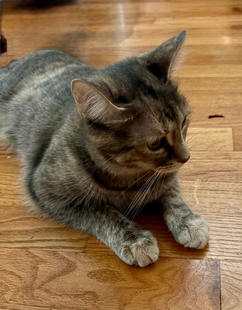 Grey torbie cat is lying on the floor in sphinx position. Her head is turned a little to the side and she is thinking hard about something only felines understand.