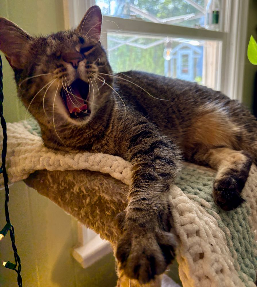 Brown tabby cat is lying on her cat tree, giving a leisurely yawn as she stretches her front toes.