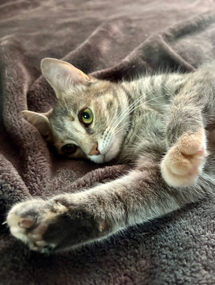 Grey torbie cat is lying on a blanket and is showing off her front paws as she gazes soulfully upward.