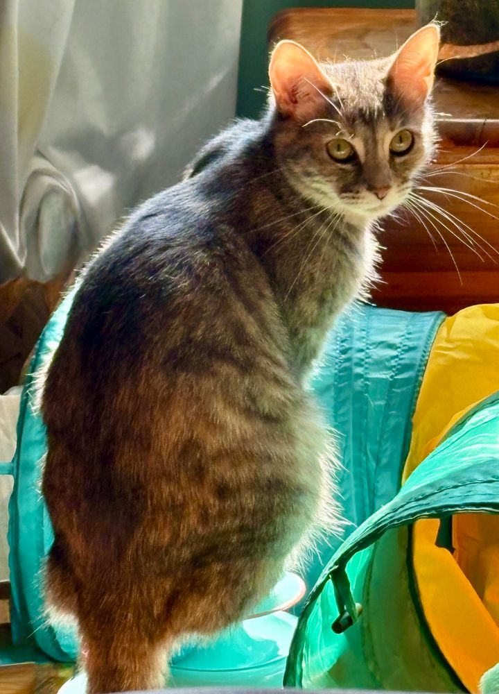 Grey torbie cat is sitting on her racetrack tower, looking over her shoulder. She is backlit by a sunbeam.