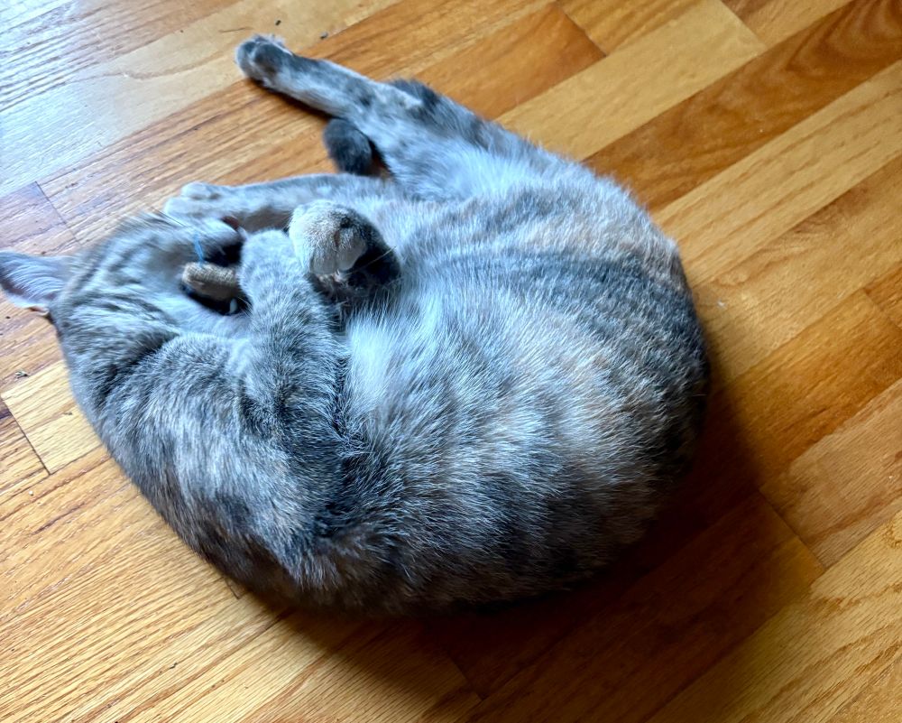 Grey torbie cat is curled up on the floor with a small stuffed mouse toy that’s loaded with fresh catnip.