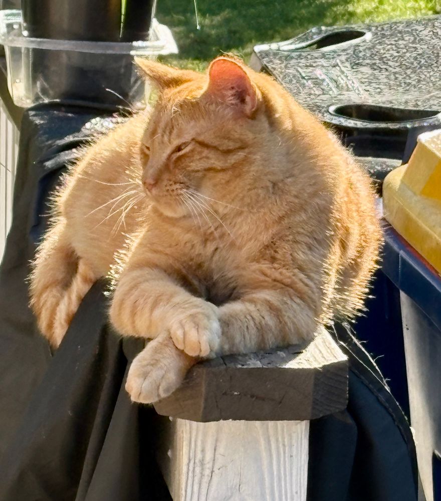 Orange tabby cat is lying on the deck railing with forepaws crossed as he enjoys a sun bath.