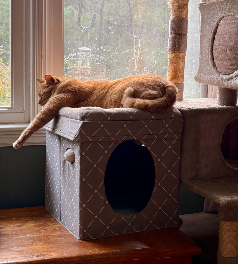 Orange tabby cat is lying on his favorite bed next to the window, with one foreleg extended as he naps. He’s ready to cruise into the weekend.